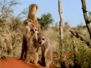 how meerkats are cut down