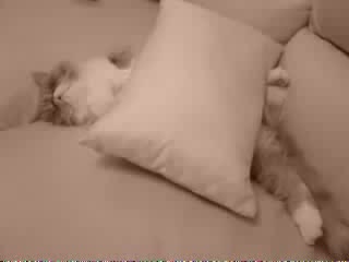 aabad cat =) super video)