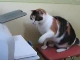 the cat is a killer of printers heh =)))))))