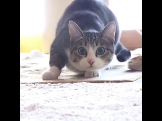 trap cat (6 sec)