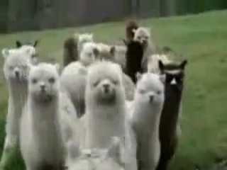 llamas are coming